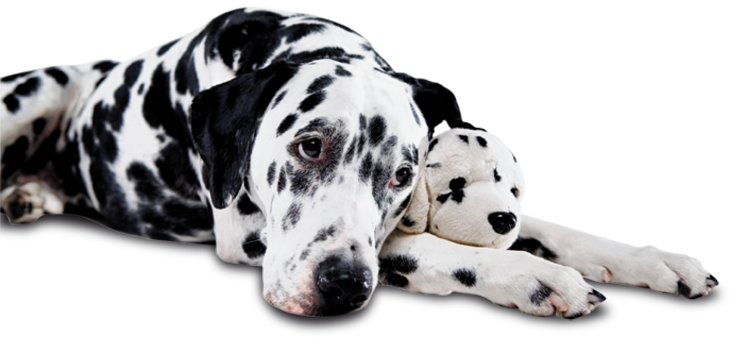 ceva-dog.png