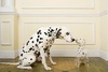 False Pregnancy