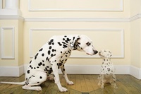 What is false pregnancy ?